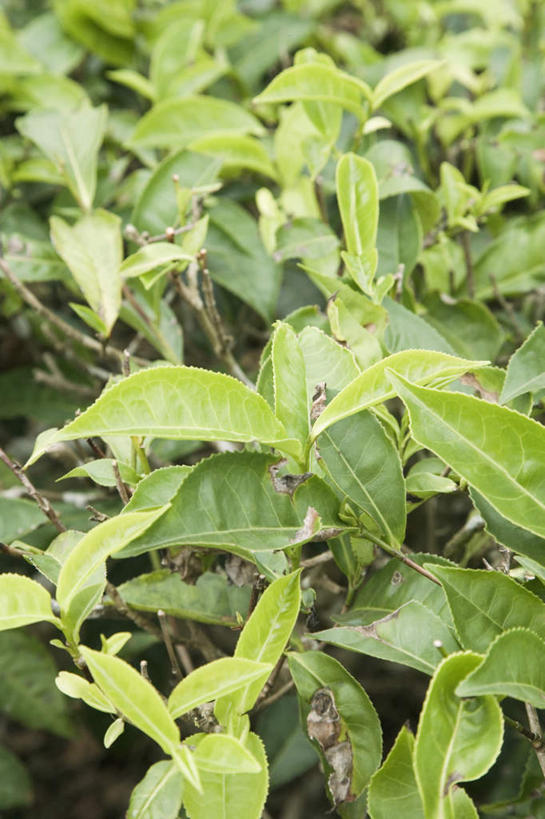 无人,竖图,室外,特写,白天,正面,旅游,度假,美景,植物,叶子,印度,亚洲,朦胧,模糊,景观,绿叶,娱乐,绿色,自然,享受,休闲,嫩叶,景色,放松,生长,成长,灌木,自然风光,南亚,印度共和国,卡纳塔克,迈索尔,叶,叶片,叶脉,彩图