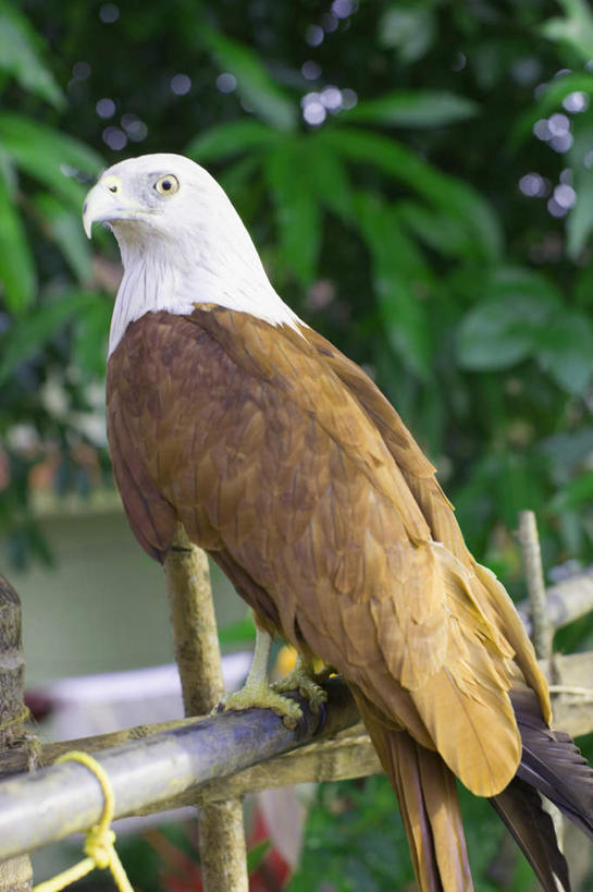 无人,栏杆,站,竖图,室外,特写,白天,侧面,旅游,度假,美景,植物,鸟,野生动物,鹰,印度,亚洲,朦胧,模糊,鸟类,扶手,景观,扭头,注视,娱乐,护栏,树,树木,一只,绿色,自然,动物,观察,看,站着,转头,享受,休闲,景色,放松,生长,成长,观看,察看,关注,自然风光,南亚,凶猛,鸢,喀拉拉邦,印度共和国,喀拉拉,残暴,凶残,老鹰,站立,彩图,全身