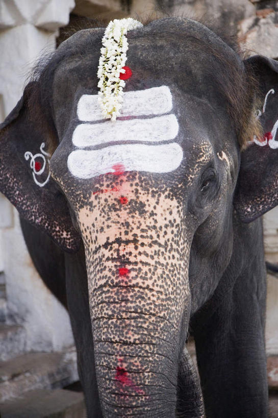 无人,站,竖图,室内,特写,白天,正面,旅游,度假,美景,哺乳动物,大象,野生动物,印度,亚洲,朦胧,模糊,艺术,彩绘,景观,注视,文化,娱乐,一只,自然,动物,观察,看,站着,享受,休闲,景色,放松,观看,察看,关注,自然风光,南亚,人体彩绘,卡纳塔克邦,印度共和国,美观,卡纳塔克,纹身彩绘,象,站立,半身,彩图