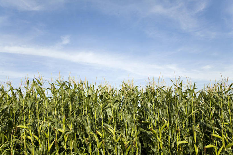 无人,农田,横图,室外,白天,正面,旅游,度假,庄稼,农作物,美景,蔬菜,叶子,德国,欧洲,阴影,新鲜,光线,影子,景观,云,云朵,食品,绿叶,麦田,云彩,娱乐,食物,蓝色,白云,蓝天,天空,阳光,自然,天,享受,休闲,嫩叶,景色,放松,有机食品,绿色食品,晴朗,西欧,自然风光,德意志联邦共和国,巴伐利亚,巴伐利亚州,拜恩州,拜恩自由州,叶,叶片,晴空,彩图,耕地,庄稼田