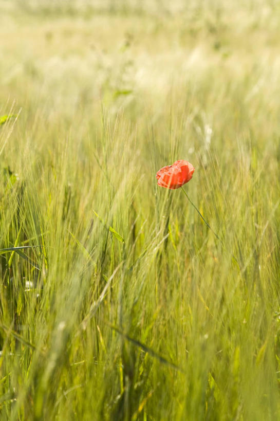 无人,竖图,室外,特写,白天,正面,旅游,度假,草地,草坪,花海,花圃,美景,植物,罂粟,叶子,德国,欧洲,朦胧,模糊,盛开,景观,草药,花蕾,娱乐,中药,草,花,花瓣,花朵,花卉,鲜花,一朵,红色,绿色,自然,花丛,花束,花田,花苞,花蕊,享受,休闲,景色,放松,毒品,西欧,自然风光,药材,中草药,中药材,本草,德意志联邦共和国,止痛,镇静,安眠,红罂粟,巴伐利亚,巴伐利亚州,拜恩州,拜恩自由州,罂粟花,米囊花,彩图