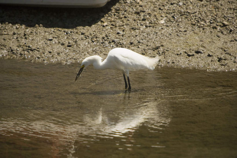 无人,站,横图,室外,白天,正面,旅游,度假,河流,石头,美景,水,白鹭,鸟,阴影,光线,鸟类,石子,影子,河水,景观,水流,注视,娱乐,一只,白色,阳光,自然,观察,看,站着,享受,休闲,景色,放松,观看,察看,关注,自然风光,白鹭鸶,雪客,石块,鹭鸶,站立,彩图,全身
