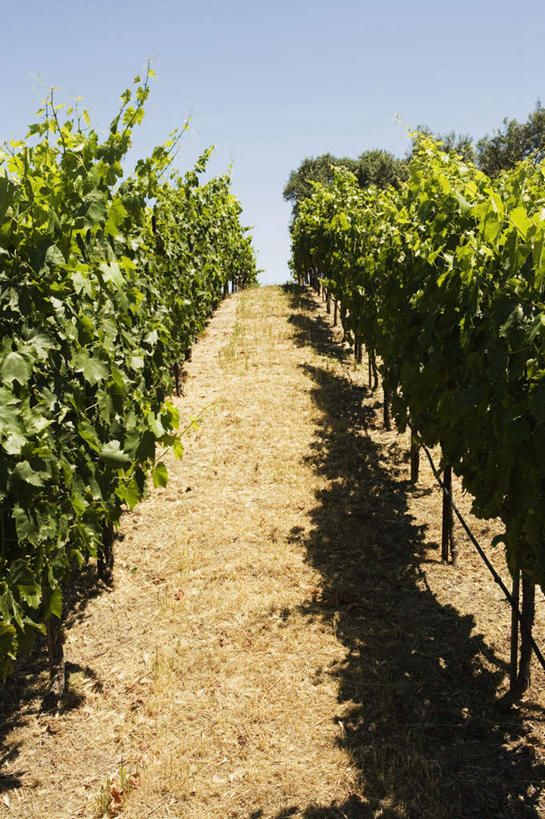 无人,果园,农田,竖图,室外,白天,仰视,旅游,度假,庄稼,美景,田园,植物,葡萄,水果,一排,枯萎,新鲜,景观,生食,食品,枯草,果实,娱乐,葡萄园,农庄,草,食物,排列,黄色,蓝色,蓝天,天空,自然,庄园,天,享受,休闲,景色,放松,有机食品,绿色食品,晴朗,队列,自然风光,万里无云,晴空,晴空万里,山葫芦,蒲桃,草龙珠,彩图,低角度拍摄,耕地,庄稼田