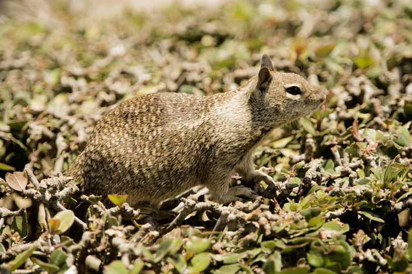 无人,站,横图,室外,特写,白天,侧面,草地,草坪,美景,植物,野生动物,阴影,朦胧,模糊,光线,影子,景观,注视,草,一只,绿色,阳光,自然,动物,松鼠,观察,看,站着,景色,可爱,活泼,观看,察看,关注,自然风光,花栗鼠,站立,彩图,全身