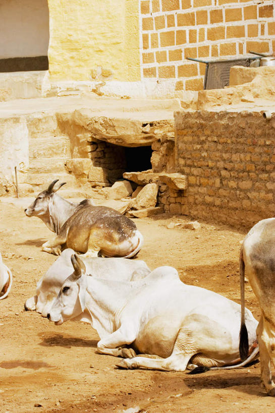 无人,躺,竖图,室外,白天,正面,度假,石头,美景,城市风光,城市,牛,印度,亚洲,阴影,光线,石子,影子,墙,景观,娱乐,墙壁,墙面,阳光,动物,享受,休闲,家畜,景色,放松,牲畜,南亚,拉贾斯坦邦,拉贾斯坦,印度共和国,贾沙梅尔,卧着,石块,岩石,躺着,卧,半身,彩图