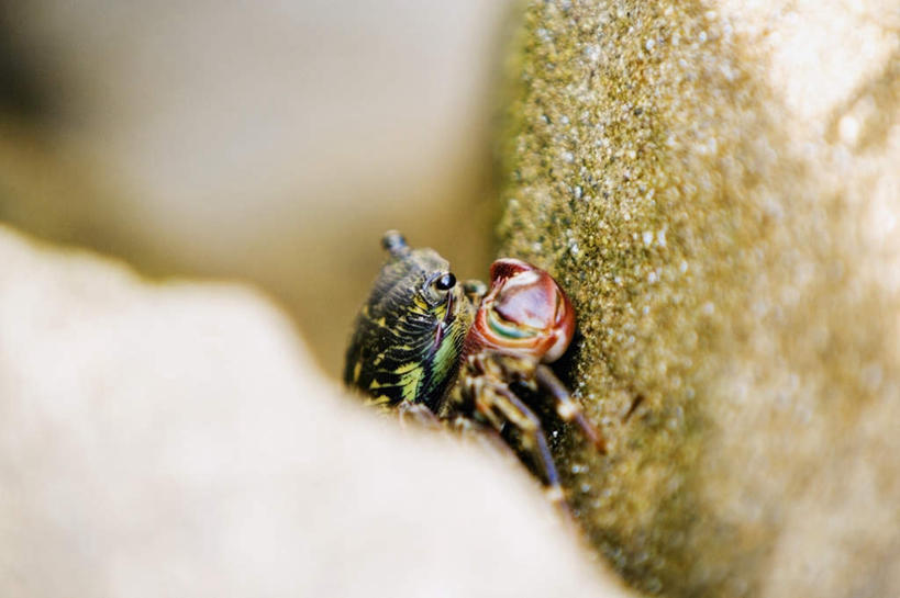 蟹,无人,横图,室外,特写,白天,正面,微距,美景,美国,阴影,朦胧,模糊,光线,螃蟹,影子,景观,青苔,苔藓,一只,阳光,自然,景色,北美,北美洲,加利福尼亚,自然风光,美洲,加州,圣地亚哥,加利福尼亚州,金州,黄金州,圣地牙哥,圣迭戈,北亚美利加洲,亚美利加洲,彩图,全身,微距摄影