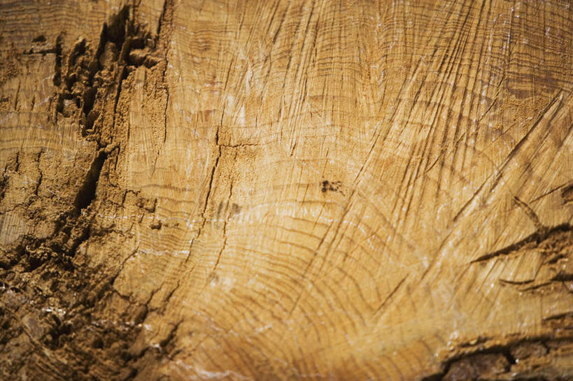 无人,横图,室外,特写,白天,正面,静物,纹路,木材,纹理,木柴,黄色,木料,横截面,剖面,肌理,截面,截面图形,彩图