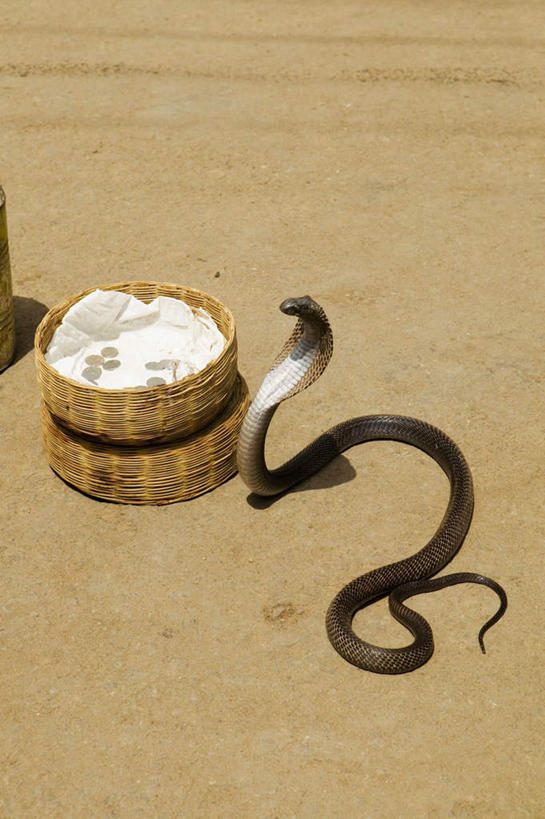 无人,交叉,竖图,俯视,室外,白天,竹子,野生动物,印度,亚洲,一条,竹制,编织,爬行动物,蛇,篮子,注视,一个,动物,竹篮,观察,看,单个,观看,竹条,交织,察看,竹制品,有毒,关注,冷血动物,南亚,凶猛,脊椎动物,长虫,眼镜蛇,拉贾斯坦邦,拉贾斯坦,印度共和国,普什卡,穿插,残暴,凶残,彩图,高角度拍摄,全身,冷血