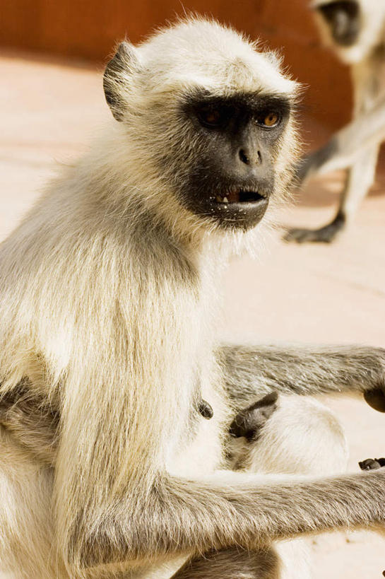 无人,坐,竖图,室外,特写,白天,侧面,旅游,度假,美景,猴,野生动物,猴子,印度,亚洲,朦胧,模糊,景观,扭头,注视,娱乐,自然,动物,观察,看,转头,两只,享受,休闲,景色,放松,可爱,活泼,观看,察看,关注,自然风光,南亚,首府,拉贾斯坦邦,拉贾斯坦,印度共和国,老虎堡,白脸狐尾猴,白面僧面猴,南美白脸猴,红粉之城,斋普尔,坐着,半身,彩图,胜利之城