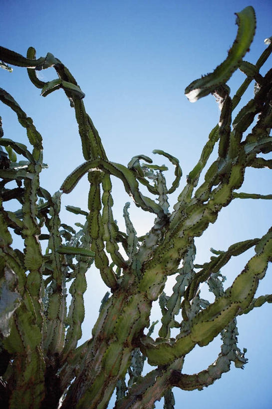 无人,竖图,室外,特写,白天,仰视,旅游,度假,美景,植物,美国,阴影,光线,影子,景观,枝条,娱乐,树,树木,树枝,蓝色,蓝天,天空,阳光,自然,天,享受,休闲,景色,放松,晴朗,北美,北美洲,加利福尼亚,自然风光,美洲,加州,圣地亚哥,加利福尼亚州,万里无云,金州,黄金州,圣地牙哥,圣迭戈,北亚美利加洲,亚美利加洲,虬枝,枝杈,晴空,晴空万里,彩图,低角度拍摄