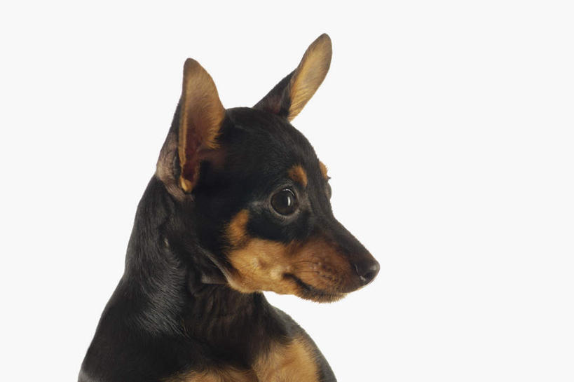 头,耳朵,无人,横图,室内,特写,白天,白色背景,侧面,宠物,狗,吉娃娃,注视,一只,黑色,动物,观察,看,可爱,摄影,影棚,观看,察看,关注,忠诚,芝娃娃,奇娃娃,吉娃娃犬,齐花花,头部,耳,耳部,犬,半身,彩图,影棚拍摄,拍摄