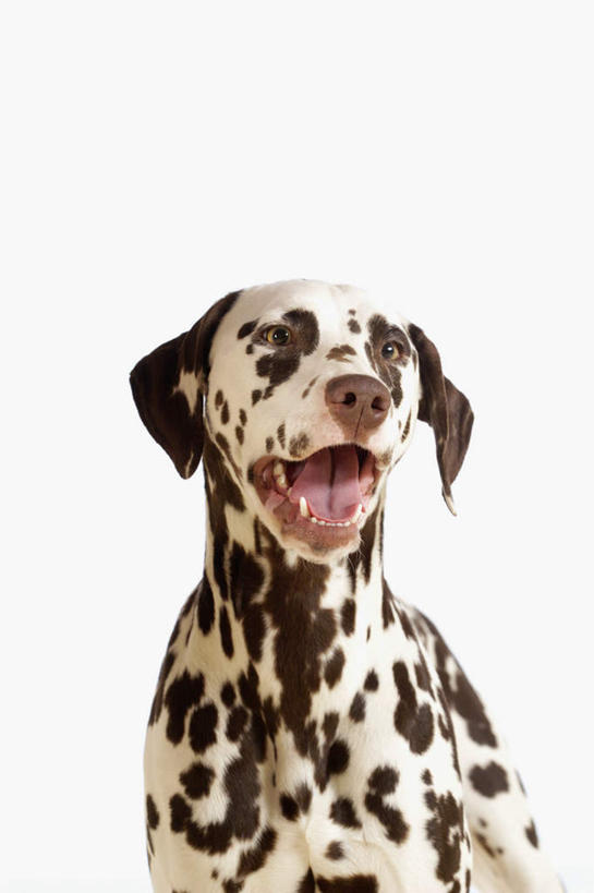 头,无人,竖图,室内,特写,白天,正面,宠物,狗,灰色背景,斑点,斑点狗,大麦町犬,黑点,注视,一只,白色,动物,观察,看,张嘴,可爱,摄影,影棚,观看,察看,关注,张大嘴巴,忠诚,斑点犬,头部,张开嘴,犬,半身,彩图,影棚拍摄,拍摄