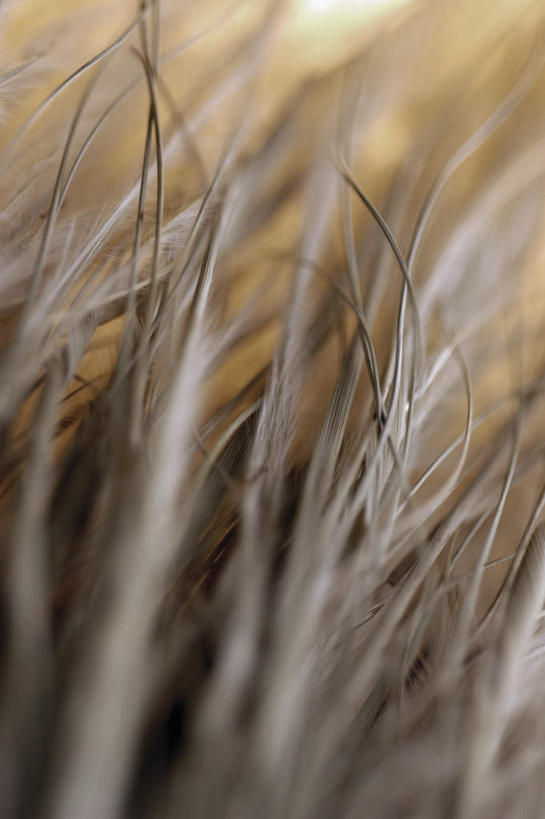 无人,竖图,俯视,室内,特写,白天,静物,叶子,阴影,朦胧,模糊,干枯,反射,影子,枯叶,落叶,摄影,影棚,凋落,凋谢,脱落,凋零,雕残,雕零,雕落,叶,叶片,彩图,高角度拍摄,影棚拍摄,拍摄