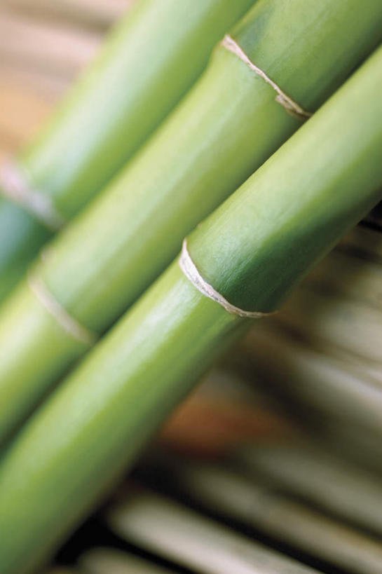 无人,竖图,俯视,室内,特写,白天,纯洁,竹子,一排,阴影,朦胧,模糊,整齐,反射,影子,排列,三个,绿色,摄影,影棚,高雅,队列,奉献,质朴,正直,担当,竹,彩图,高角度拍摄,影棚拍摄,拍摄,奋进,操守,四君子,岁寒三友,性坚,虚怀,虚心,善群,卓尔