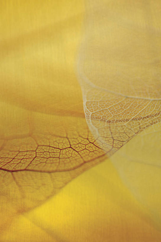 无人,竖图,俯视,室内,特写,白天,植物,叶子,阴影,枯萎,朦胧,模糊,反射,纹理,影子,死亡,肌理,枯败,叶,叶片,叶脉,彩图,高角度拍摄