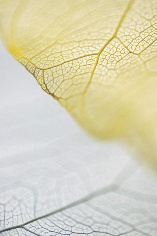 无人,竖图,俯视,室内,特写,白天,植物,叶子,阴影,枯萎,朦胧,模糊,反射,纹理,影子,死亡,肌理,枯败,叶,叶片,叶脉,彩图,高角度拍摄