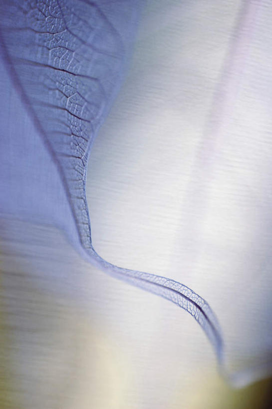 无人,竖图,俯视,室内,特写,白天,植物,叶子,阴影,枯萎,朦胧,模糊,反射,纹理,影子,死亡,肌理,枯败,叶,叶片,叶脉,彩图,高角度拍摄