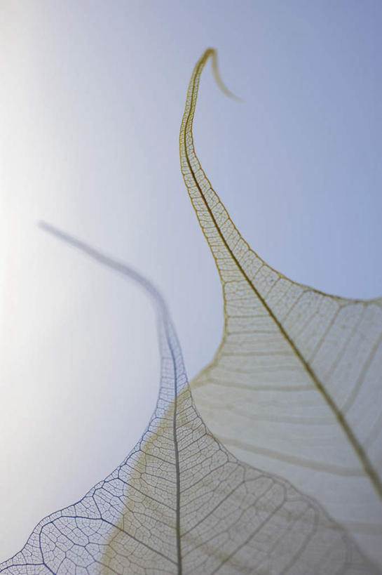 无人,竖图,俯视,室内,特写,白天,叶子,阴影,灰色背景,枯萎,朦胧,模糊,反射,纹路,纹理,影子,摄影,影棚,死亡,肌理,枯败,叶,叶片,彩图,高角度拍摄,影棚拍摄,拍摄