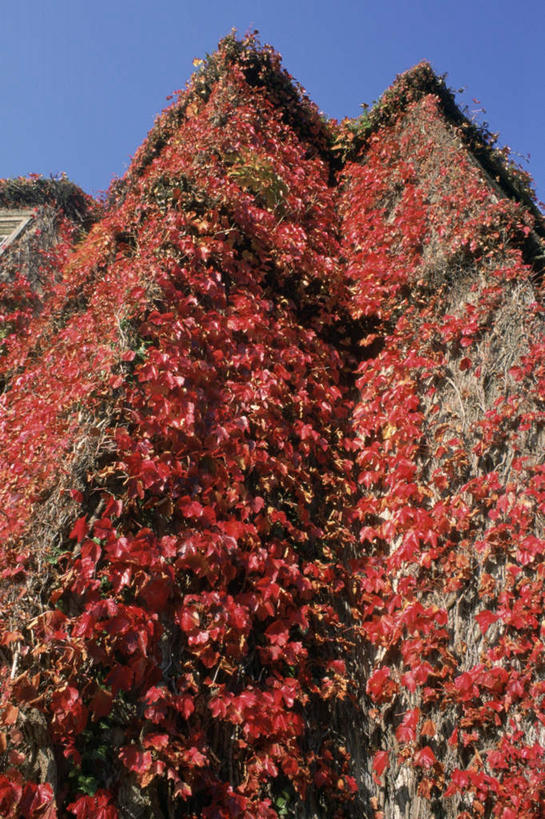 无人,家,竖图,室外,白天,仰视,旅游,度假,美景,爱尔兰,欧洲,阴影,光线,影子,房屋,墙,屋子,景观,长春藤,常春藤,娱乐,楼房,墙壁,墙面,住宅,红色,蓝色,蓝天,天空,阳光,自然,天,享受,休闲,景色,放松,晴朗,西欧,自然风光,万里无云,爱尔兰共和国,永恒,不朽,忠实,洋常春藤,凯里郡,晴空,晴空万里,彩图,低角度拍摄,房子,常青藤