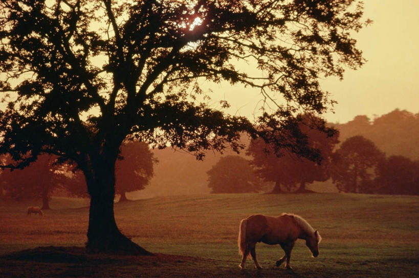 无人,农场,站,横图,室外,白天,侧面,旅游,度假,畜牧业,牧场,草地,草坪,美景,日落,植物,马,野生动物,爱尔兰,欧洲,景观,晚霞,霞光,落日,娱乐,草,树,树木,绿色,自然,黄昏,动物,低头,站着,享受,休闲,景色,彩霞,放松,运输,牲畜,生长,成长,两匹,西欧,自然风光,畜牧,爱尔兰共和国,牧业,垂头,凯里郡,夕照,夕阳,站立,彩图,全身,斜阳