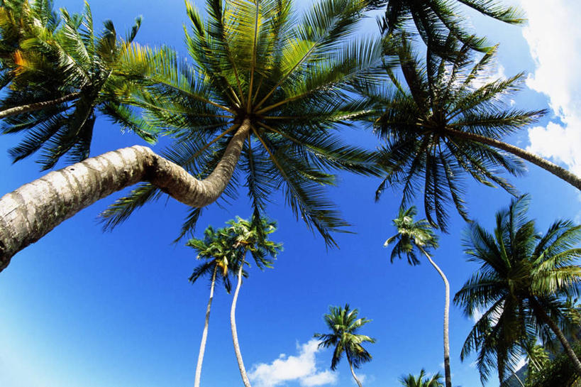 无人,横图,室外,白天,仰视,旅游,度假,美景,植物,棕榈树,叶子,加勒比海,许多,阴影,光线,影子,景观,云,云朵,绿叶,云彩,娱乐,树,树木,蓝色,绿色,白云,蓝天,天空,阳光,自然,天,享受,休闲,嫩叶,景色,放松,生长,晴朗,成长,南美洲,拉丁美洲,自然风光,美洲,棕榈叶,多巴哥岛,亚美利加洲,南亚美利加洲,特立尼达岛,叶,叶片,晴空,彩图,低角度拍摄