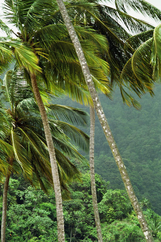 无人,竖图,室外,白天,正面,旅游,度假,美景,树林,植物,棕榈树,叶子,加勒比海,景观,绿叶,娱乐,树,树木,绿色,自然,享受,休闲,嫩叶,景色,放松,生长,成长,南美洲,拉丁美洲,自然风光,美洲,棕榈叶,多巴哥岛,亚美利加洲,南亚美利加洲,特立尼达岛,叶,叶片,彩图