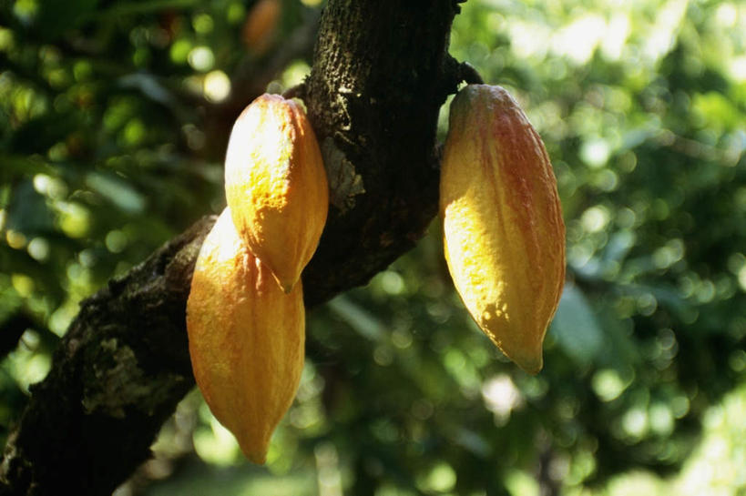无人,横图,室外,特写,白天,正面,旅游,度假,美景,树林,植物,加勒比海,吊挂,悬挂,朦胧,模糊,景观,果实,种子,挂,娱乐,可可,树,树木,三个,绿色,自然,享受,休闲,景色,放松,生长,成长,南美洲,拉丁美洲,自然风光,美洲,可可豆,多巴哥岛,亚美利加洲,南亚美利加洲,可可子,特立尼达岛,彩图