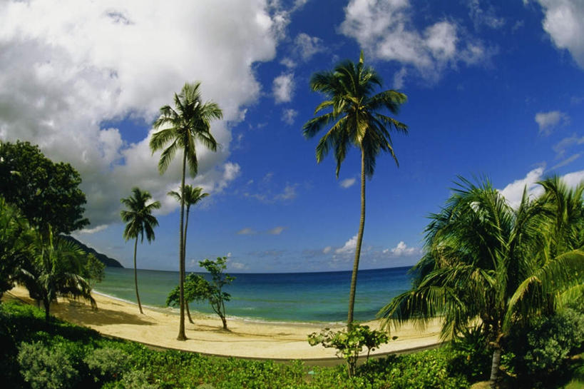 无人,横图,室外,白天,广角镜头,鱼眼镜头,仰视,旅游,度假,草地,草坪,海浪,海洋,美景,沙滩,植物,棕榈树,叶子,加勒比海,阴影,光线,沙子,影子,海岸,景观,浪花,水平线,云,云朵,辽阔,绿叶,海平线,沙地,云彩,娱乐,草,树,树木,蓝色,绿色,白云,蓝天,天空,阳光,自然,海水,天,享受,休闲,广阔,嫩叶,景色,南美,放松,生长,晴朗,成长,一望无际,南美洲,拉丁美洲,自然风光,美洲,海景,棕榈叶,维京群岛,亚美利加洲,南亚美利加洲,处女群岛,美属处女群岛,美属维尔京群岛,维尔京群岛,无边无际,一马平川,美属维京群岛,圣克罗伊岛,叶,叶片,大海,风浪,海,海水的波动,海滩,近岸浪,涌浪,晴空,彩图,低角度拍摄,水天相接,水天一线