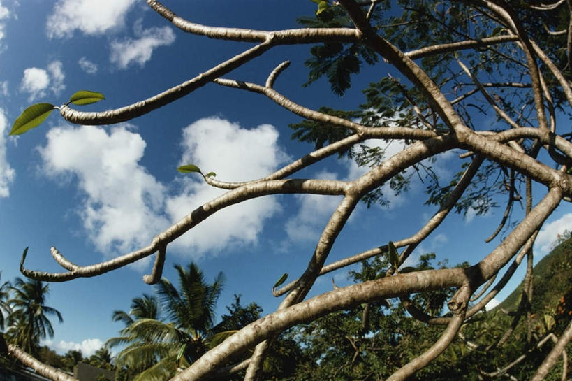 无人,横图,室外,白天,仰视,旅游,度假,美景,植物,棕榈树,叶子,加勒比海,阴影,光线,影子,景观,云,云朵,绿叶,枝条,云彩,娱乐,树,树木,树枝,蓝色,绿色,白云,蓝天,天空,阳光,自然,天,享受,休闲,嫩叶,景色,南美,放松,生长,晴朗,成长,南美洲,拉丁美洲,自然风光,美洲,棕榈叶,维京群岛,亚美利加洲,南亚美利加洲,处女群岛,美属处女群岛,美属维尔京群岛,维尔京群岛,虬枝,枝杈,美属维京群岛,叶,叶片,晴空,彩图,低角度拍摄