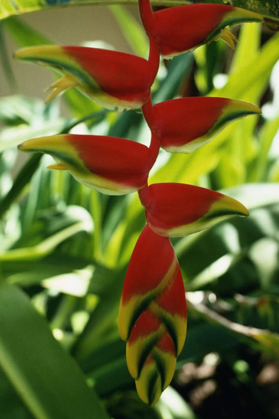 无人,竖图,室外,特写,白天,正面,旅游,度假,美景,叶子,加勒比海,朦胧,模糊,盛开,景观,绿叶,花蕾,娱乐,花,花瓣,花朵,鲜花,自然,花苞,花蕊,享受,休闲,嫩叶,景色,南美,放松,南美洲,拉丁美洲,自然风光,美洲,维京群岛,亚美利加洲,南亚美利加洲,处女群岛,美属处女群岛,美属维尔京群岛,维尔京群岛,美属维京群岛,叶,叶片,彩图