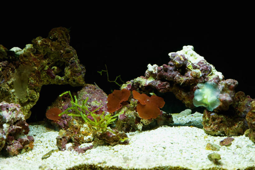 无人,横图,室外,白天,正面,海底,水下,石头,美景,石子,景观,水底,海洋生物,无脊椎动物,自然,景色,海底世界,腔肠动物,自然风光,灯芯草,灯心草,蔺草,龙须草,马棕根,蓑衣草,野席草,珊瑚虫,海床,石块,岩石,彩图