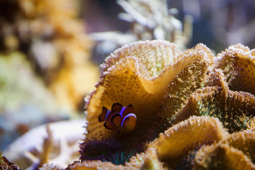 无人,横图,室外,特写,白天,正面,海底,水下,美景,海葵,阴影,朦胧,模糊,反射,影子,景观,水底,海洋生物,无脊椎动物,自然,景色,海底世界,腔肠动物,自然风光,海床,半身,彩图