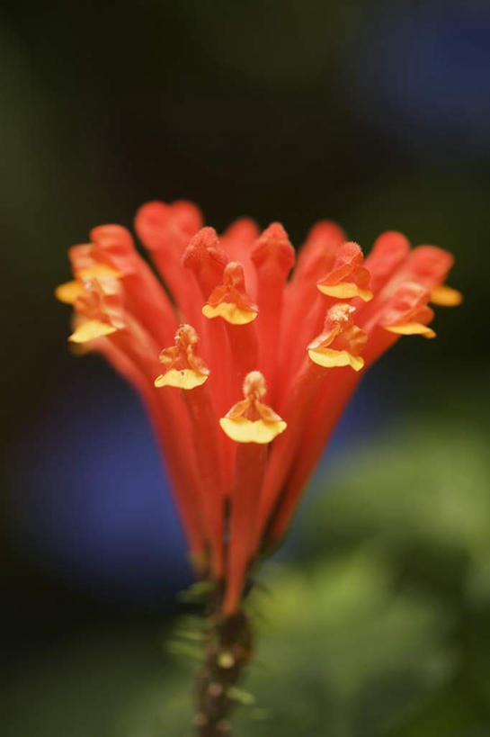 无人,竖图,室外,特写,白天,正面,草地,草坪,美景,植物,阴影,朦胧,模糊,盛开,光线,影子,景观,花蕾,草,花,花瓣,花朵,鲜花,一朵,绿色,阳光,自然,花苞,花蕊,橙色,景色,恋爱,一串红,自然风光,爆仗红,炮仗红,彩图