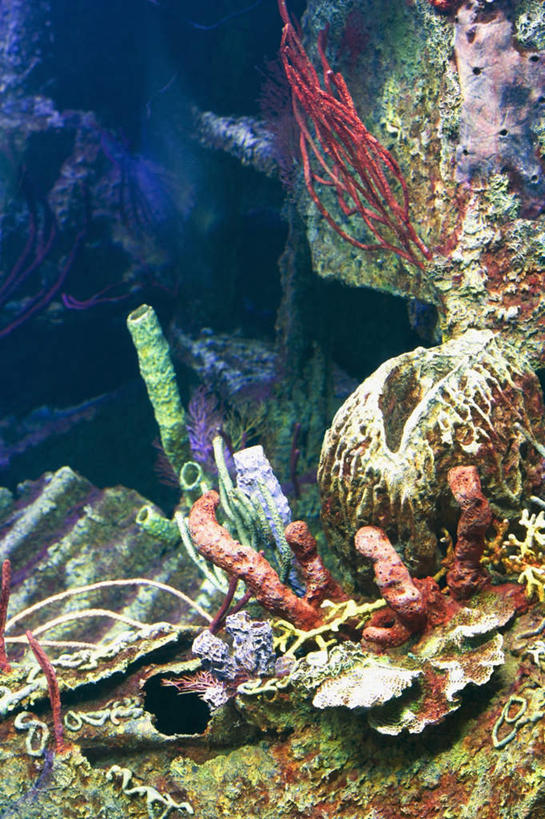 无人,竖图,室外,白天,正面,旅游,度假,美景,许多,阴影,光线,珊瑚,影子,景观,娱乐,珊瑚礁,海洋生物,无脊椎动物,阳光,自然,享受,休闲,景色,放松,腔肠动物,自然风光,海底礁,珊瑚虫,礁,岩石,彩图