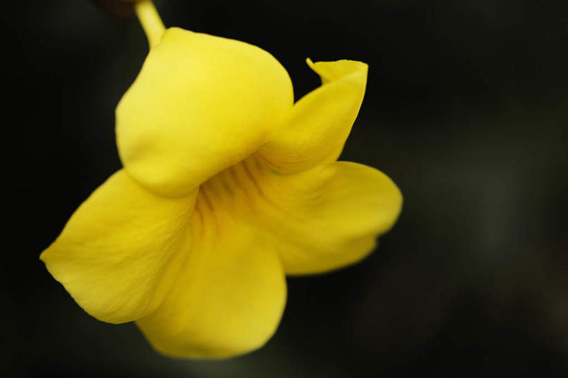 无人,横图,室外,特写,白天,正面,美景,阴影,朦胧,模糊,盛开,光线,影子,景观,花蕾,花,花瓣,花朵,鲜花,一朵,黄色,阳光,自然,花苞,花蕊,景色,夹竹桃,自然风光,柳叶桃,半年红,彩图