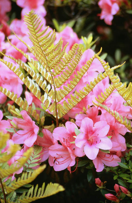 无人,竖图,室外,特写,白天,正面,美景,植物,杜鹃花,京都,日本,亚洲,阴影,朦胧,模糊,盛开,光线,影子,景观,杜鹃,花蕾,花,花瓣,花朵,鲜花,粉色,绿色,阳光,自然,花苞,花蕊,景色,京都府,生长,成长,喜悦,蕨类,克制,蕨类植物,自然风光,东亚,本州,世界文化遗产,本州岛,日本国,近畿地方,近畿,红杜鹃,满山红,清明花,清时,山踯躅,红踯躅,节制,欣喜,二条城,山石榴,映山红,彩图