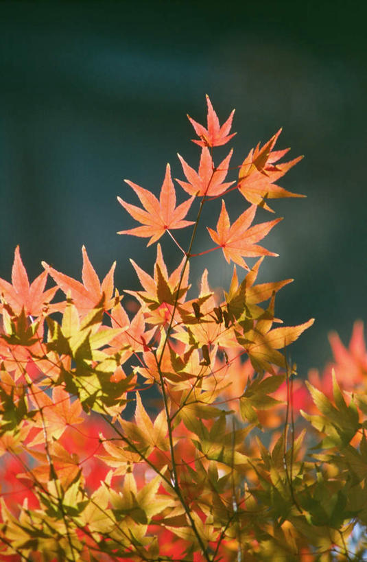 无人,竖图,室外,特写,白天,正面,美景,植物,枫树,叶子,京都,日本,亚洲,阴影,朦胧,模糊,光线,影子,景观,枫叶,枯叶,落叶,树,树木,黄色,红色,绿色,阳光,自然,景色,京都府,生长,成长,枫树叶,自然风光,东亚,本州,本州岛,日本国,近畿地方,高台寺,近畿,槭树,糖枫,糖槭,糖槭树,东山区,叶,叶片,彩图