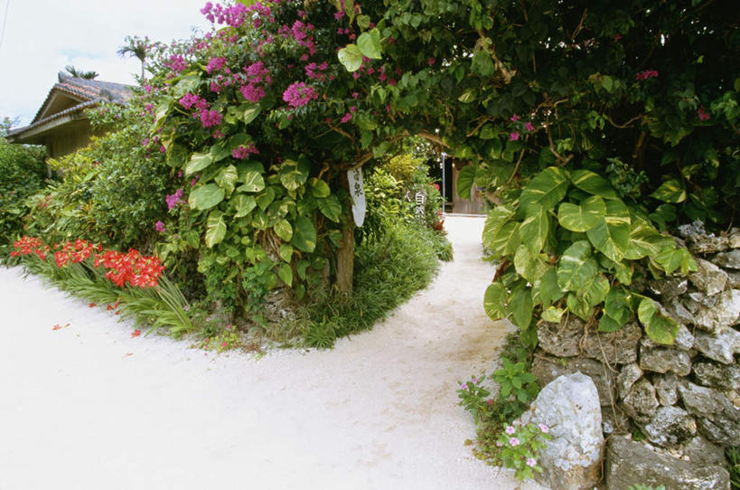 无人,横图,俯视,室外,白天,旅游,度假,石头,美景,植物,道路,路,叶子,日本,亚洲,盛开,石子,景观,小路,绿叶,交通,花蕾,娱乐,冲绳,花,花瓣,花朵,鲜花,树,树木,绿色,自然,花苞,花蕊,享受,休闲,嫩叶,景色,放松,生长,成长,冲绳县,自然风光,东亚,琉球群岛,竹富岛,日本国,九州地方,八重山群岛,叶,叶片,石块,岩石,彩图,高角度拍摄,竹富町