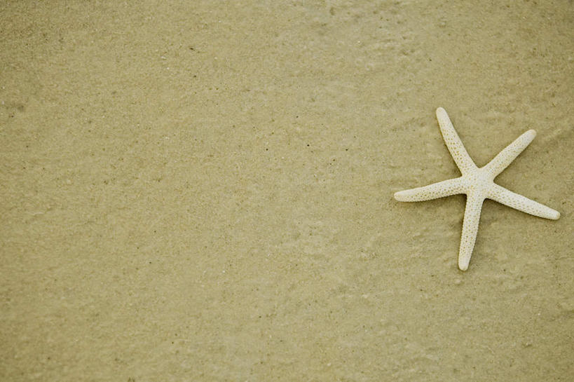 无人,横图,俯视,室外,特写,白天,美景,沙滩,海星,沙子,海岸,景观,沙地,海洋生物,一只,自然,动物,生物,景色,自然风光,棘皮动物门,海滩,星鱼,彩图,高角度拍摄,全身