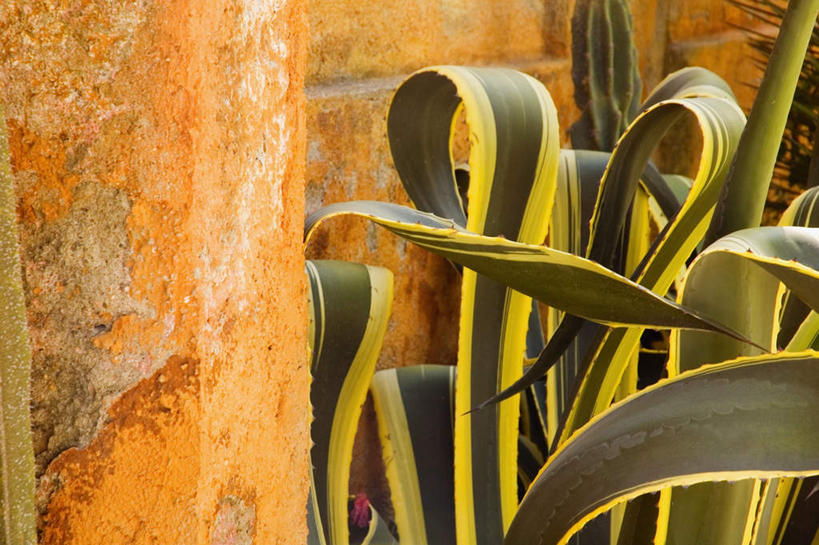 无人,横图,室外,特写,白天,正面,石头,植物,仙人掌,叶子,火焰,石子,墙,绿叶,草药,中药,墙壁,墙面,嫩叶,药材,中草药,中药材,本草,牛舌头,叶,叶片,石块,玉芙蓉,仙巴掌,火掌,霸王树,彩图