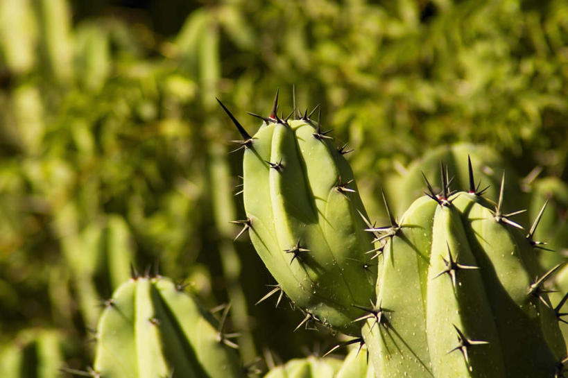 无人,横图,室外,特写,白天,正面,美景,植物,仙人掌,阴影,朦胧,模糊,光线,火焰,影子,景观,草药,中药,阳光,自然,景色,自然风光,药材,中草药,中药材,本草,牛舌头,玉芙蓉,仙巴掌,火掌,霸王树,彩图
