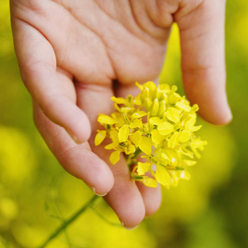 西方人,手,一个人,农田,方图,俯视,室外,特写,白天,庄稼,农作物,花海,花圃,美景,植物,叶子,欧洲,欧洲人,仅一个年轻女性,仅一个女性,仅一个人,握,朦胧,模糊,盛开,景观,拿,花蕾,拿着,花,花瓣,花朵,花卉,鲜花,黄色,绿色,自然,花丛,花束,花田,花苞,花蕊,油菜花,手部,景色,握着,单手,自然风光,年轻女性,女人,女性,白种人,半身,彩图,高角度拍摄,耕地,庄稼田,油菜花田,芸苔,芸薹