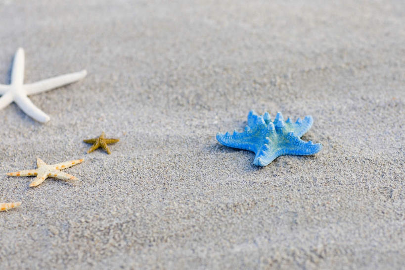 无人,横图,俯视,室外,特写,白天,美景,沙滩,海星,沙子,海岸,景观,沙地,海洋生物,自然,动物,生物,景色,自然风光,棘皮动物门,海滩,星鱼,半身,彩图,高角度拍摄