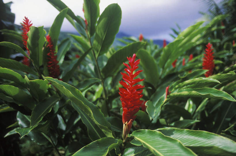 无人,横图,室外,特写,白天,正面,旅游,度假,花海,花圃,美景,植物,凤梨花,叶子,阴影,盛开,光线,影子,景观,云,云朵,花蕾,云彩,娱乐,花,花瓣,花朵,花卉,鲜花,蓝色,绿色,白云,蓝天,天空,阳光,自然,花丛,花束,花田,天,花苞,花蕊,享受,休闲,景色,放松,晴朗,自然风光,完美,观赏凤梨,菠萝花,晴空,彩图