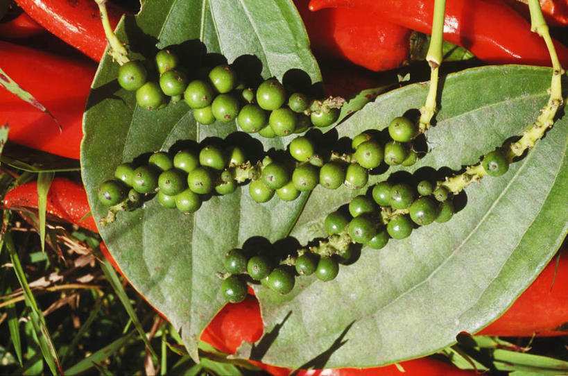 无人,横图,俯视,室外,特写,白天,旅游,度假,美景,蔬菜,叶子,印度尼西亚,印尼,亚洲,新鲜,景观,青椒,调味,香料,佐料,食品,绿叶,娱乐,食物,自然,享受,休闲,嫩叶,景色,巴厘岛,放松,东南亚,有机食品,绿色食品,花椒,山椒,配料,自然风光,印度尼西亚共和国,作料,巴厘省,大花椒,狗椒,红花椒,青花椒,蜀椒,香椒,叶,叶片,红椒,彩图,高角度拍摄