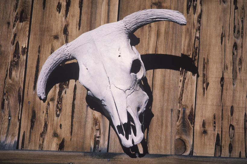 颅骨,无人,栏杆,横图,室外,特写,白天,正面,静物,阴影,反射,影子,栅栏,篱笆,围栏,护栏,鼻骨,顶骨,额骨,颈椎,颞骨,下颌骨,颧骨,头盖骨,彩图