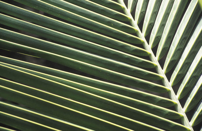 无人,横图,俯视,室外,特写,白天,叶子,阴影,反射,影子,绿叶,嫩叶,棕榈叶,叶,叶片,彩图,高角度拍摄