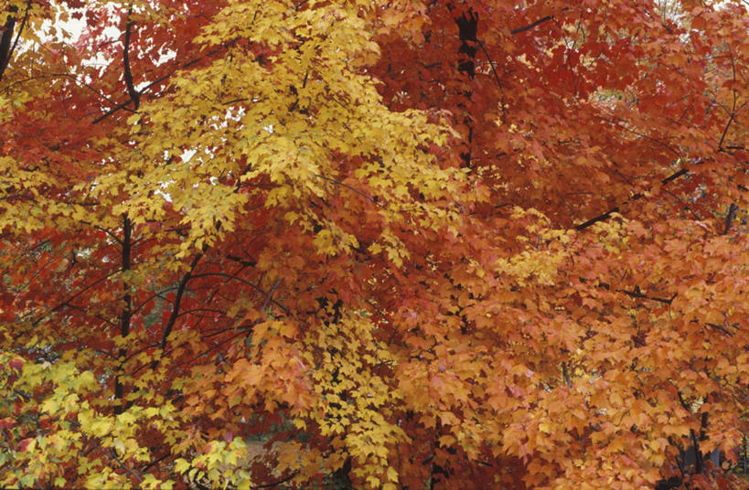 无人,横图,室外,白天,正面,旅游,度假,美景,森林,树林,植物,枫树,叶子,景观,枫叶,枯叶,落叶,娱乐,树,树木,黄色,红色,绿色,自然,享受,休闲,景色,放松,生长,成长,枫树叶,自然风光,槭树,糖枫,糖槭,糖槭树,叶,叶片,彩图