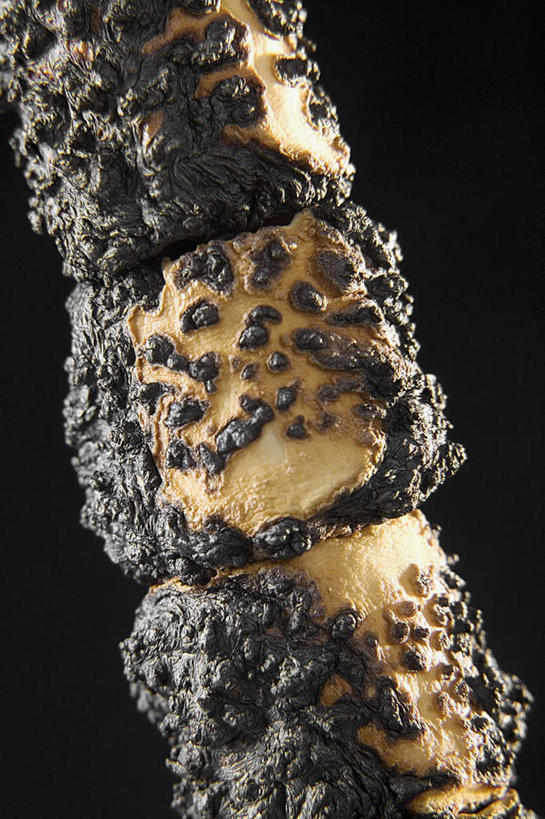 无人,竖图,室内,特写,白天,正面,一堆,阴影,堆叠,堆积,黑色背景,反射,影子,食品,糖,糖果,甜点,甜品,软糖,棉花糖,食物,三个,黑色,甜食,摄影,影棚,堆,彩图,影棚拍摄,拍摄