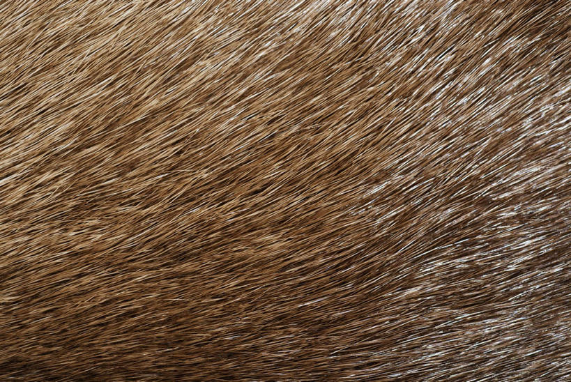 无人,横图,室内,特写,白天,正面,静物,阴影,丰富,反射,纹路,纹理,影子,褐色,稻草,成熟,肌理,谦让,随和,彩图